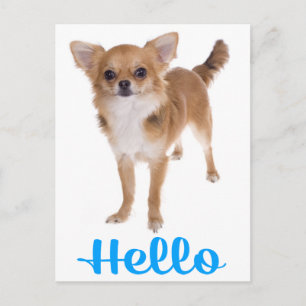 Olá Cartão Postal de Cachorro Filhote Chihuahua