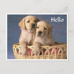 Olá cartão postal de saudação do cachorrinho Labra