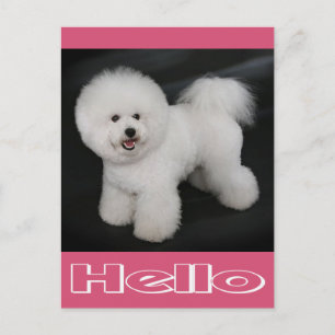 Olá Cartão Postal em Branco de Cachorro Filhote Bi