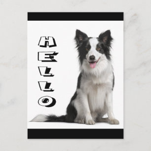Olá Cartão Postal Gráfico de Cachorrinho Border Co
