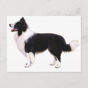 Olá Cartão Postal Gráfico de Cachorrinho Border Co