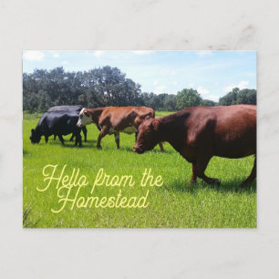 Olá, do cartão postal das vacas da Homestead