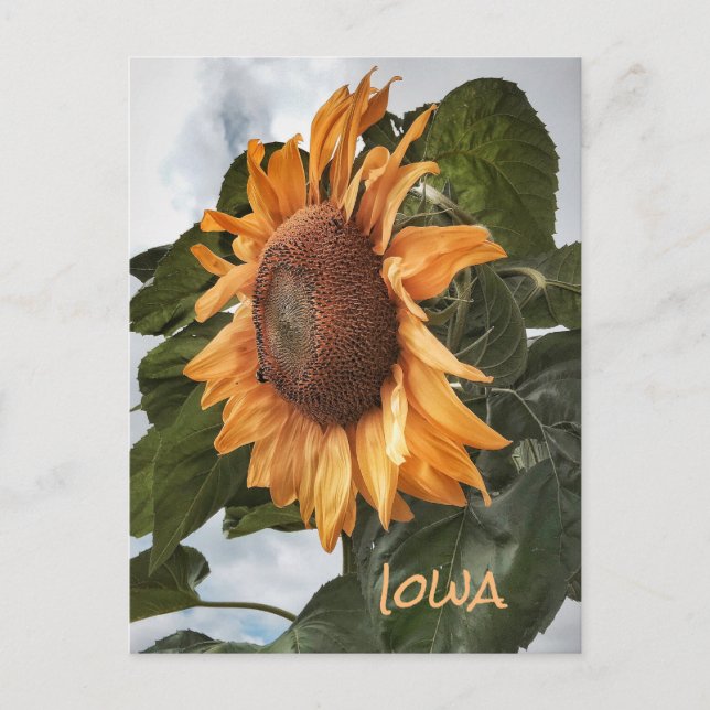 Olá Do Cartão Postal De Iowa (Frente)