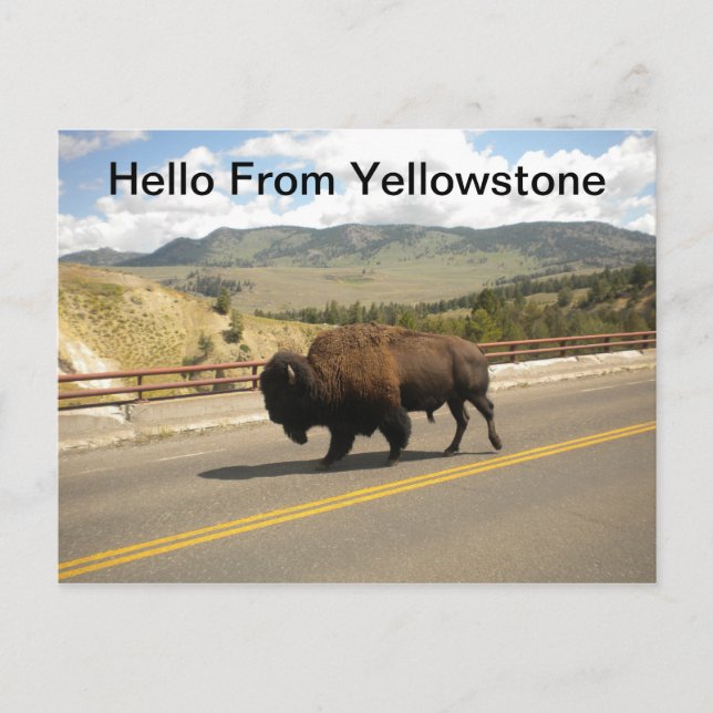 Olá Do Cartão Postal Yellowstone (Frente)