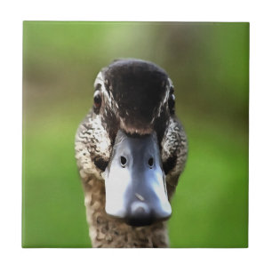 Olá Ducky Quirky Duck Portrait