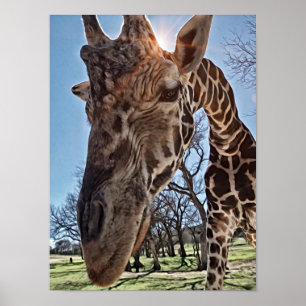 Olá, Impressão de Arte Fotográfica Giraffe