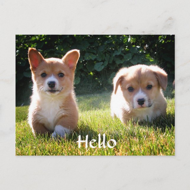 Olá Welsh Pembroke Corgi Puppy Dog Cartão Postal (Frente)