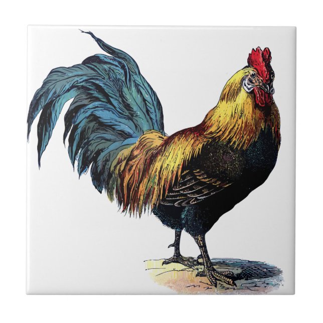 OLD ROOSTER (Frente)