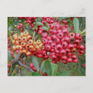 Oleander Berries Dezembro OBX Cartão postal