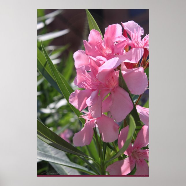 Oleander Poster - 24x36 - outros tamanhos disponív (Frente)
