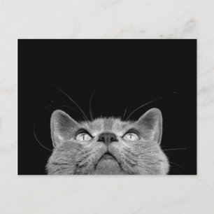 Olhando acima - o cartão