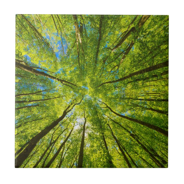 Olhando através das folhas de árvores verdes (Frente)