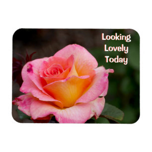 Olhando Lindamente Hoje Rosa Ímã