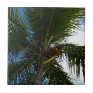 Olhando para a natureza tropical da árvore de pal