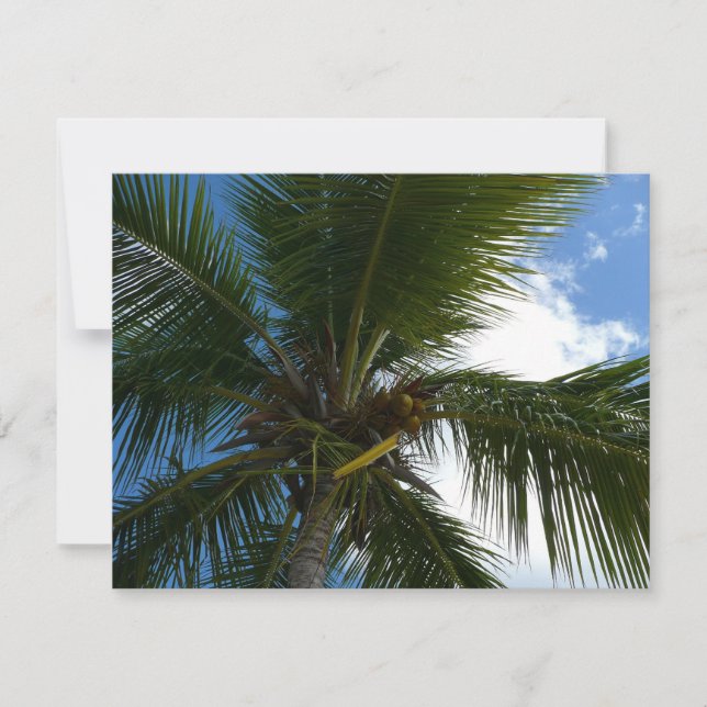 Olhando para a natureza tropical da árvore de palm (Frente)