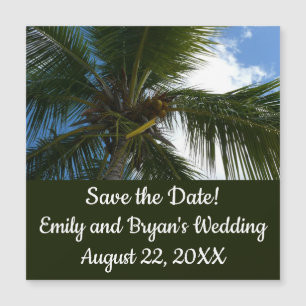 Olhando para a natureza tropical da árvore de palm