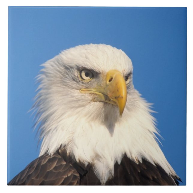 Olhar de Águia Americana (Frente)