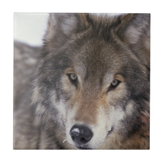 Olhar do lobo