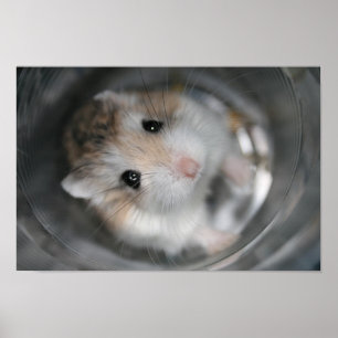 Olhar fixo do Tac - poster