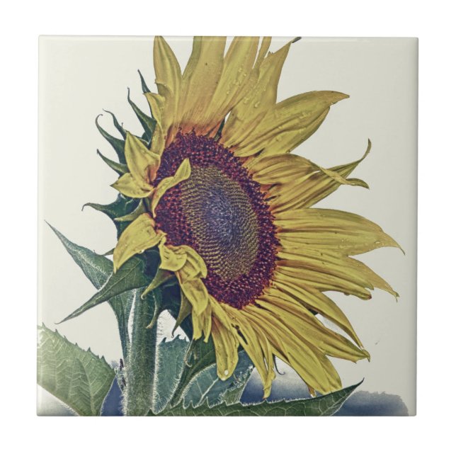 Olhar gasto original da velha escola do girassol (Frente)