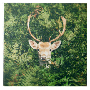 Olhar um Deer