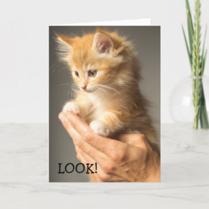 Olhe este gatinho em um Cartão de Aniversário