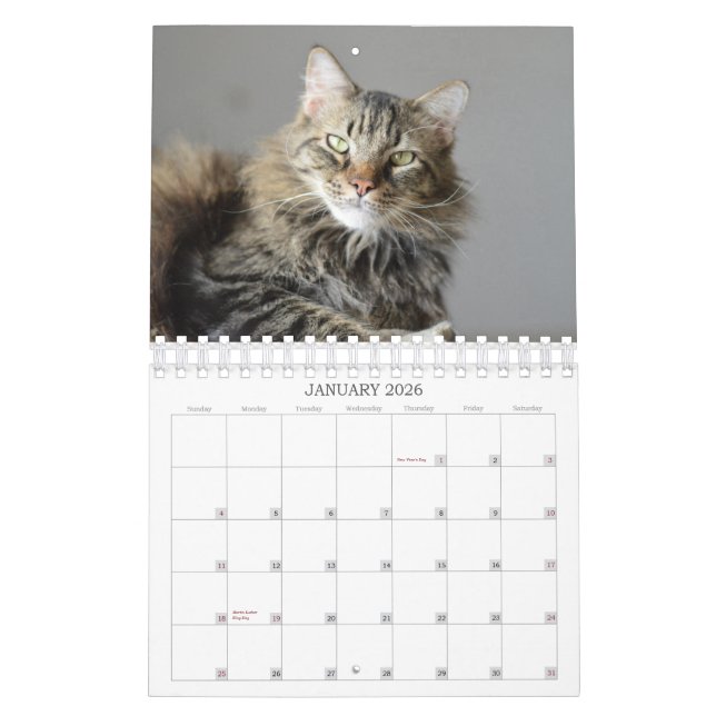Olhe o que o gato trouxe no calendário do (Jan 2026)