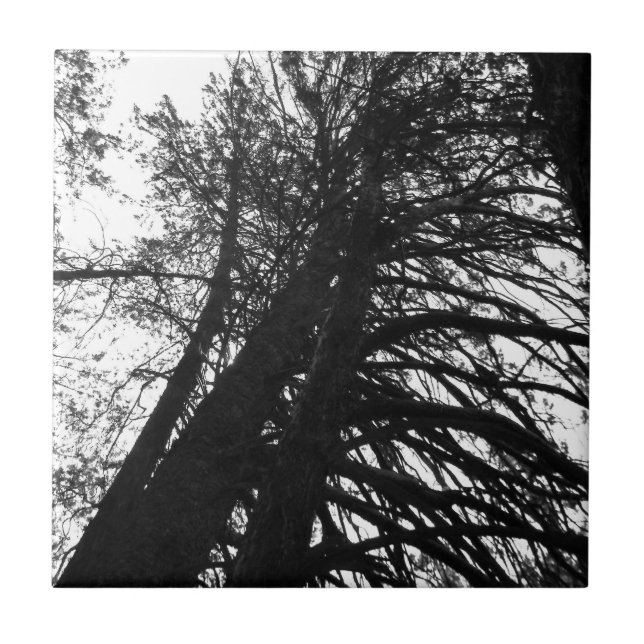 Olhe para cima nas árvores (Frente)