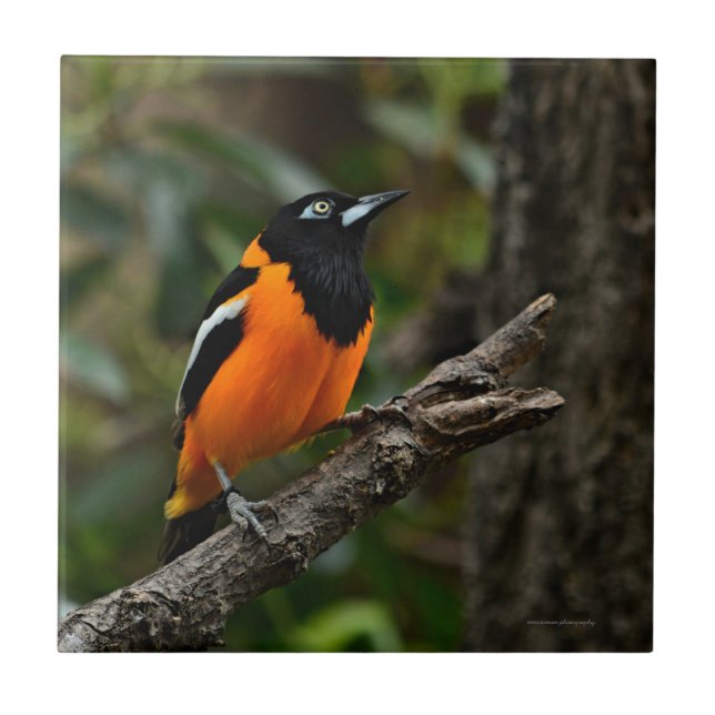 Olhe para o céu (Frente)