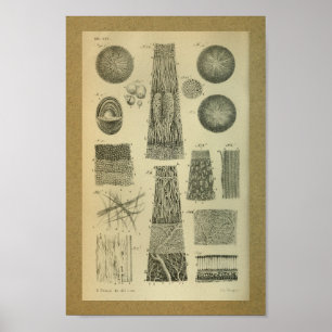 Olho 1850 do impressão da anatomia do vintage