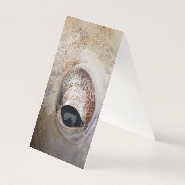 Olho de Octopus (Verso)
