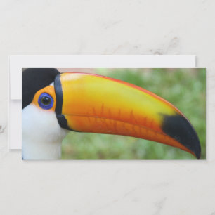 Olho do Toucan