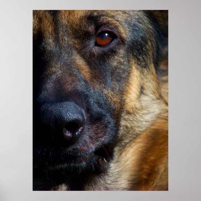 Olho dos Impressões de Belas Artes Shepherd (Frente)