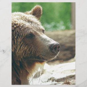 Olhos animais da cara do urso adorável bonito da