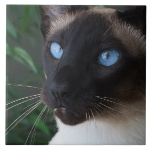 Olhos azuis do gato Siamese