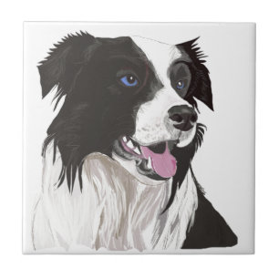 olhos azuis preto e branco do collie