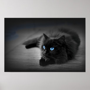 Olhos Azul Meia-Noite — Poster Arte de Parede Gato