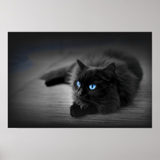 Olhos Azul Meia-Noite — Poster Arte de Parede Gato