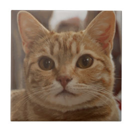 Olhos castanhos de gengibre