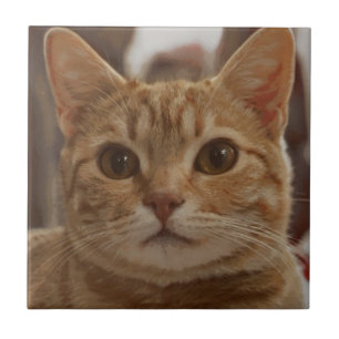 Olhos castanhos de gengibre