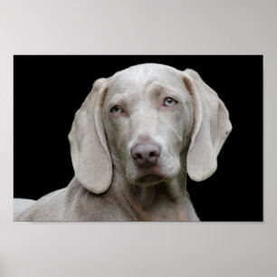 Olhos de filhote de Weimaraner poster