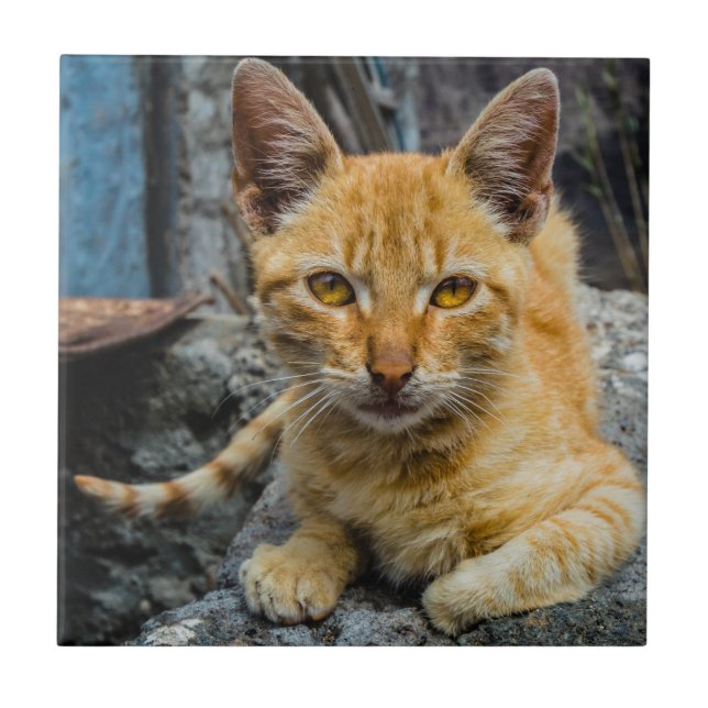 Olhos de ouro (Frente)