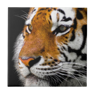 Olhos de Tigre Selvagem