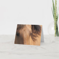 Olhos de um Cartão de Nota de Cavalo Marrom