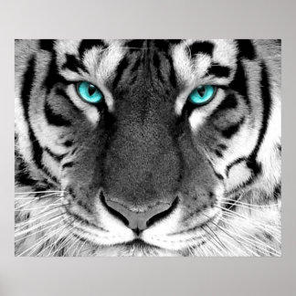 Olhos Poster de Tigre Branco