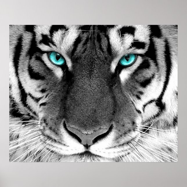Olhos Poster de Tigre Branco (Frente)