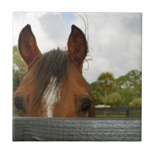 olhos sobre a cabeça de cavalo da cerca