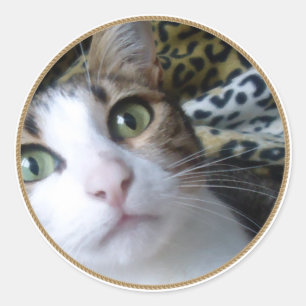 Olhos Verdes para Gatos - etiqueta redonda