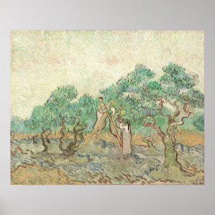 Olive Orchard - Vincent van Gogh Fine Art Poster