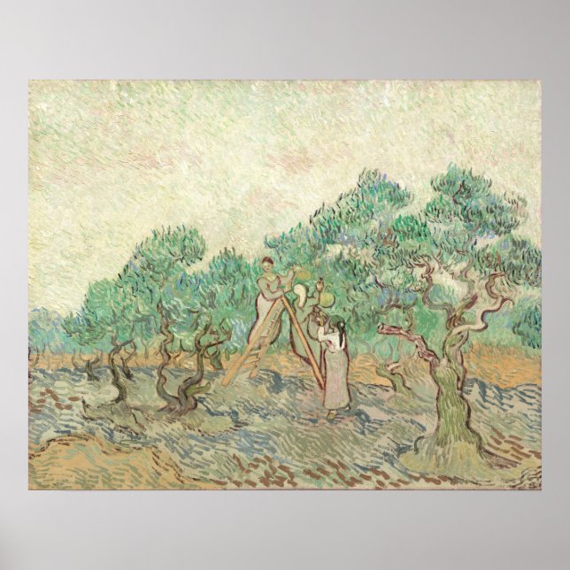 Olive Orchard - Vincent van Gogh Fine Art Poster (Frente)